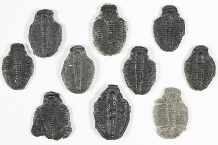 Lot: / Elrathia Trilobite Molt Fossils - Pieces #92138